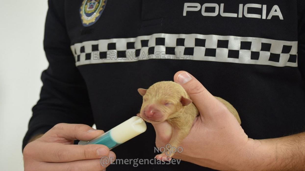 Imagen de uno de los cachorros abandonados en Torreblanca