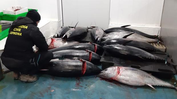 Decomisan 12 atunes rojos que carecían de control sanitario en Mercasevilla
