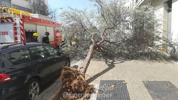 Tiempo en Sevilla: Se registran más de 20 incidencias sin heridos este sábado por fuertes rachas de viento