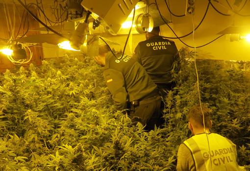 Los agentes de la Guardia Civil revisan una plantación de marihuana de interior