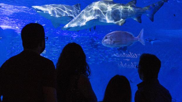 Esto es lo que Magallanes y Elcano no vieron y puedes ver en el Acuario de Sevilla