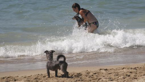 Playas para perros en Andalucía