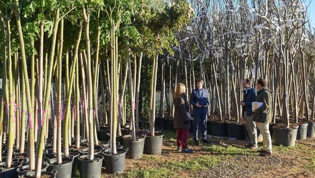 El vivero de Miraflores se amplía para ser el único del Ayuntamiento de Sevilla