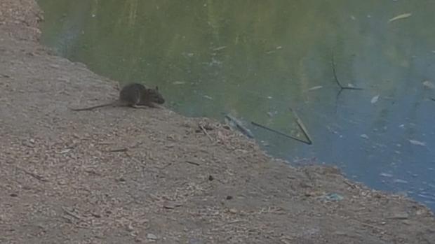 El PP denuncia que el Parque Miraflores de Sevilla está «tomado por las ratas»