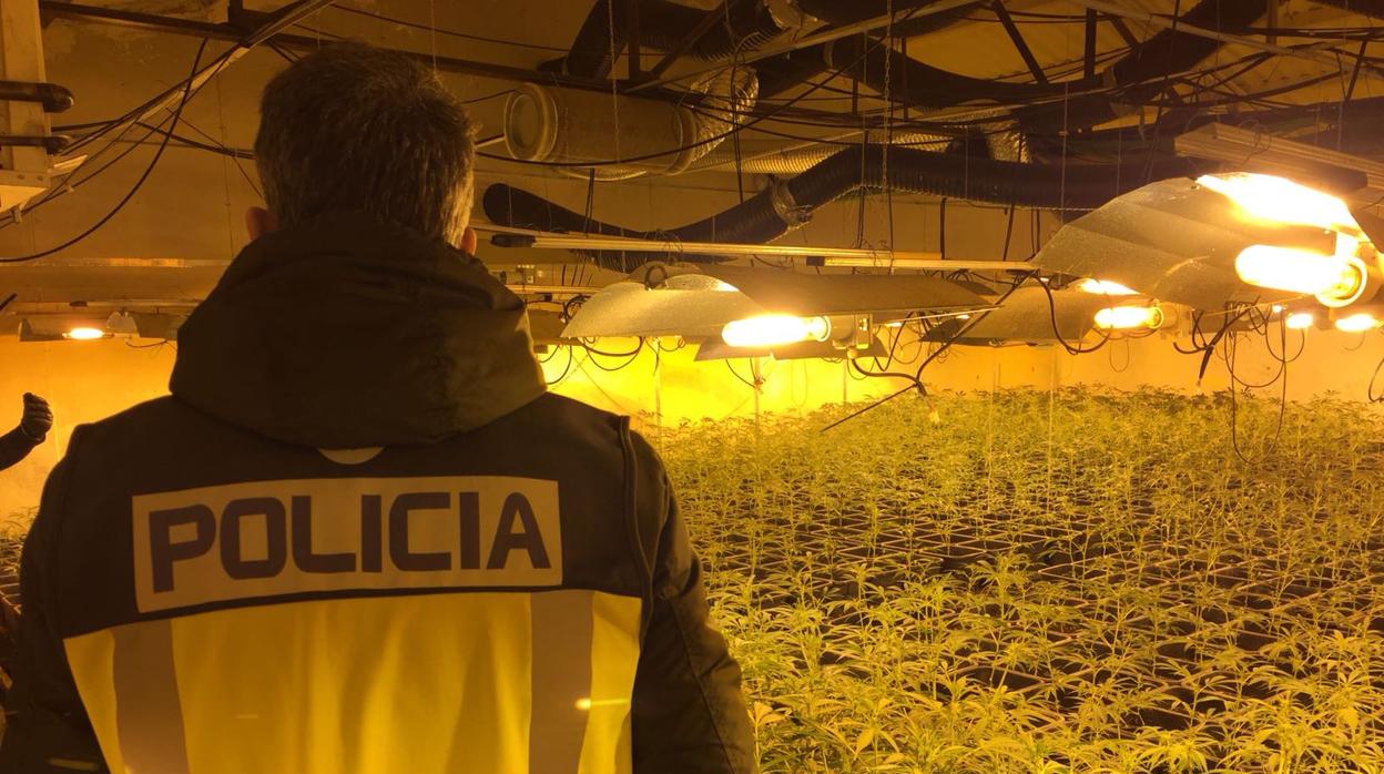 Un policía observa los cultivos de marihuana