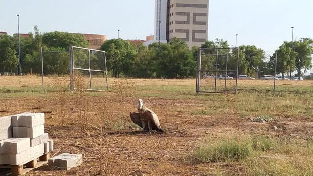 Rescatan a un buitre leonado desorientado en Torre Sevilla