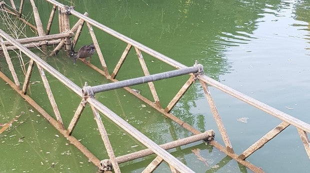 Un parque sin remedio en el barrio de Los Remedios de Sevilla