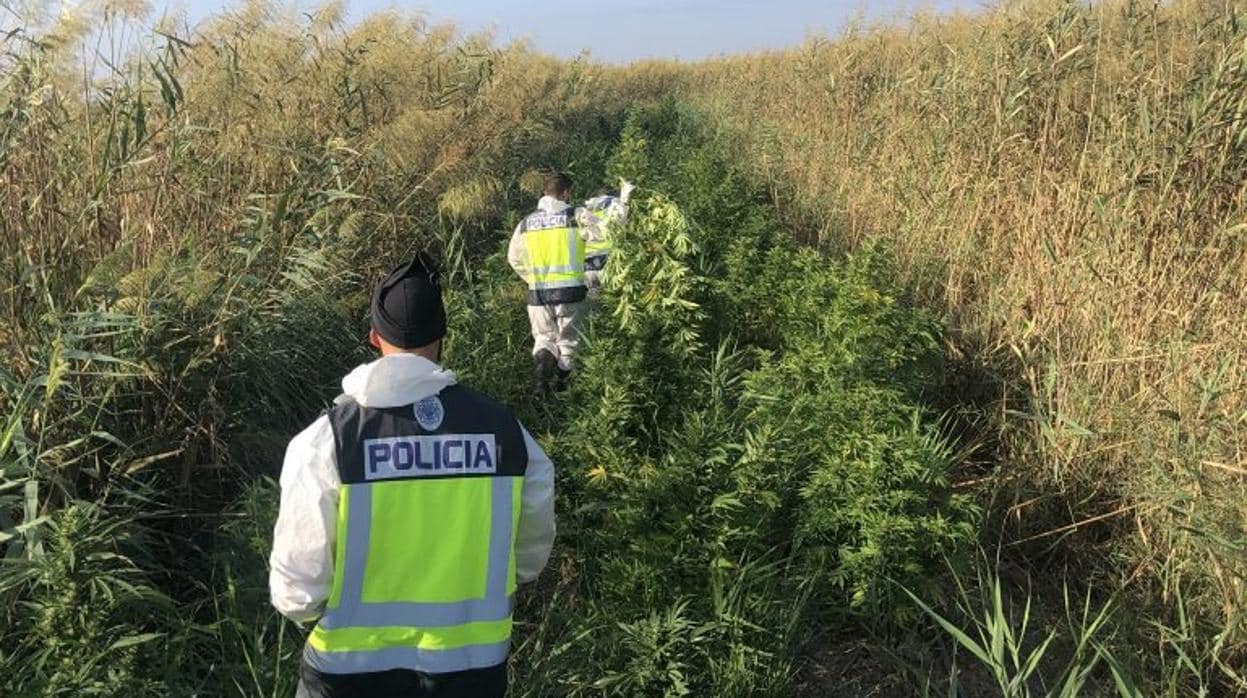 Agentes de la Policía entre las plantas de marihuana halladas