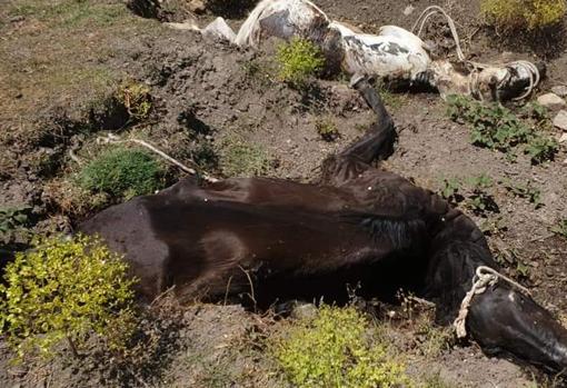 Ejemplares de caballos muertos en una finca