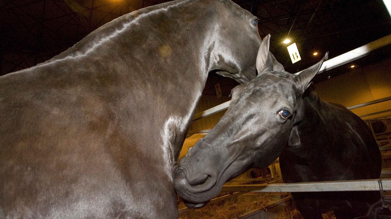 Caballos en Sicab