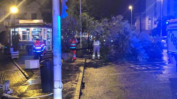 Un árbol de gran porte cae sobre la calzada de la calle Arjona por el temporal de viento y lluvia