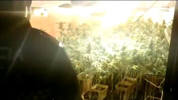 Desmantelada una plantación de marihuana en una vivienda de Cerro-Amate