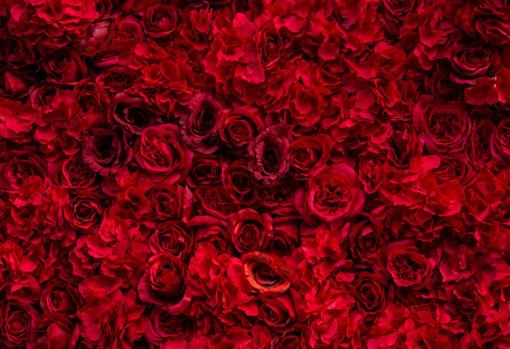 Fondo de rosas rojas para felicitar el día de los enamorados