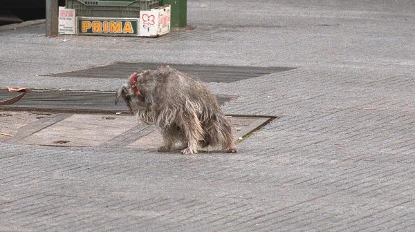 Un perro orinando en la calle