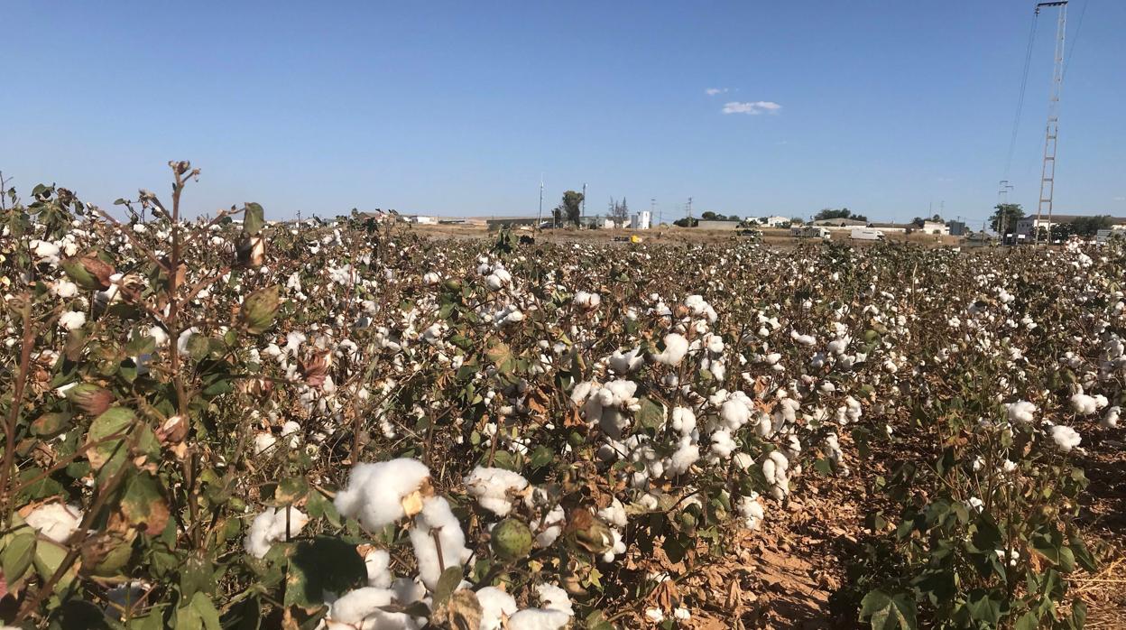 La Audiencia ha condenado a un varón por un fraude en subvenciones agrícolas