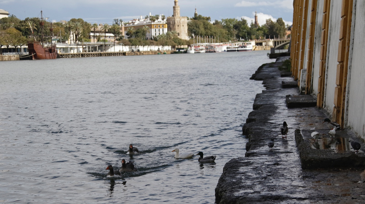 Patos junto al puente de Triana durante este fin de semana