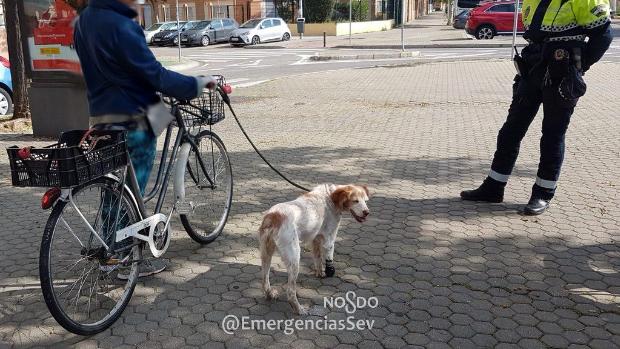 Denuncian a una ciclista por circular con su perro cojo atado al manillar y saltarse el estado de alarma