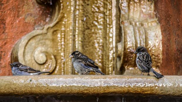 Silencio sonoro en la Sevilla del coronavirus