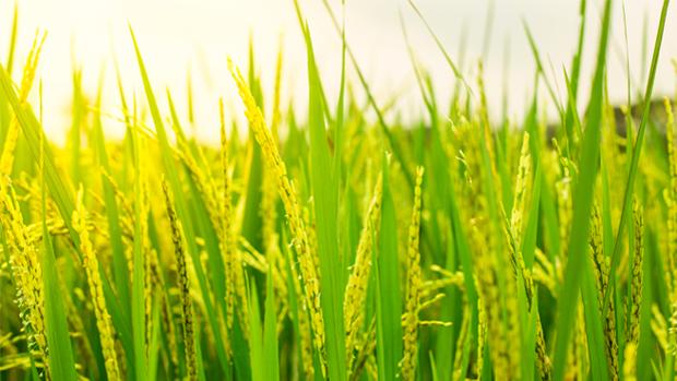 Todo lo que necesitas saber sobre el cultivo del arroz (y cómo aumentar su producción)