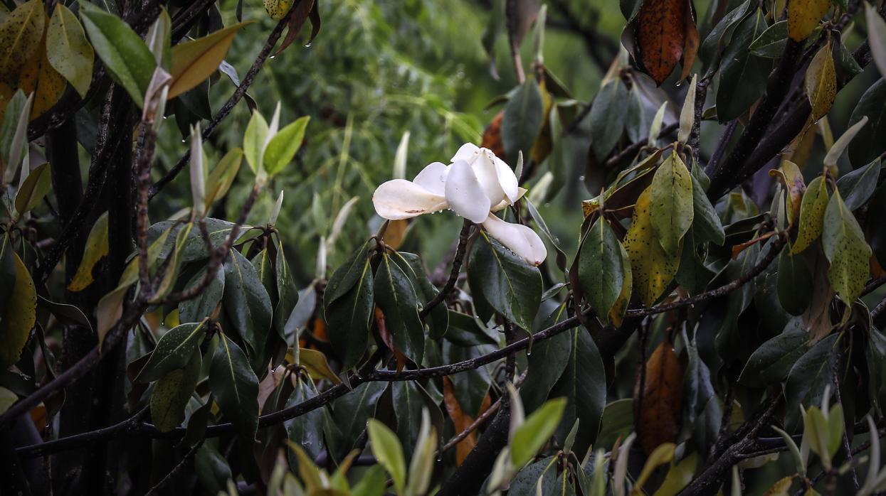 La magnolia que ha florecido en el árbol del jardín de ABC