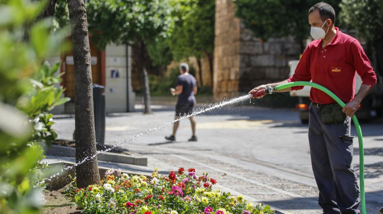 Un operario del Ayuntamiento regando el parterre de la plaza del Triunfo