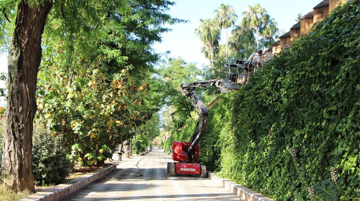 La almena de la muralla del Alcázar por los Jardines de Murillo está siendo restaurada