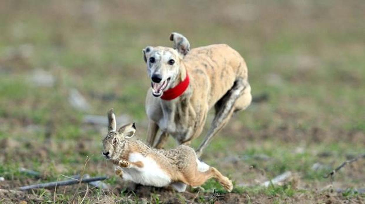 Un ejemplar de galgo en una cacería corriendo tras su presa