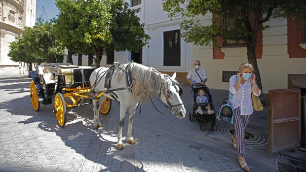 Vuelven los coches de caballos a Sevilla... a la caza del público local