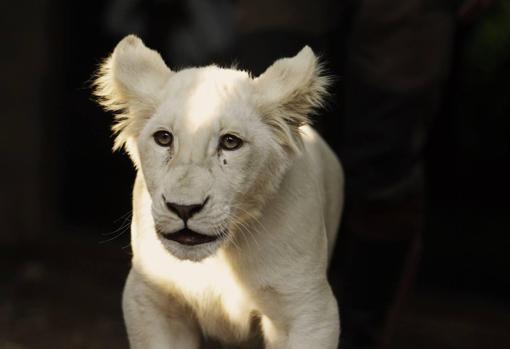 Un león blanco nació en la reserva Mundopark durante le confinamiento
