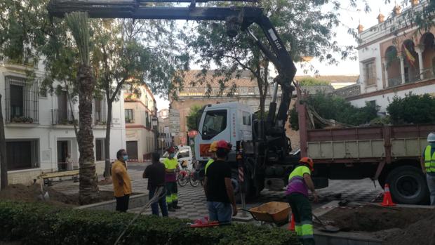 El Ayuntamiento de Sevilla planta tres palmeras en la Plaza de Pilatos para «consolidar su estética»