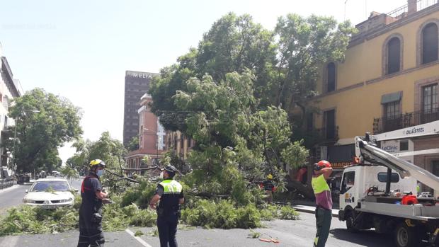 La caída de una rama de grandes dimensiones provoca el corte del tráfico en la Av. Luis Montoto en Sevilla