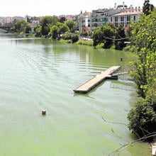 Sevilla fumiga las zonas húmedas de la ciudad para acabar con el mosquito