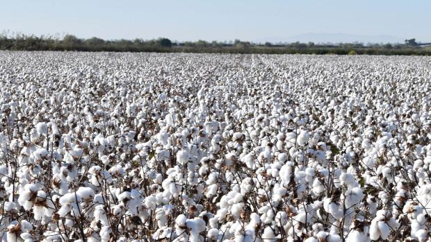 Preparados para la cosecha: cuando la elección de una variedad determina el éxito de un cultivo