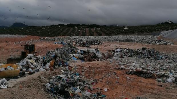 La cúpula de la planta de reciclaje de Estepa desviaba los fondos a través de dos cooperativas olivareras