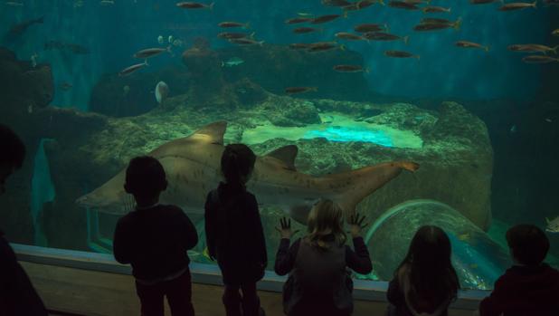 La Primera Vuelta al Mundo se vive en el Acuario de Sevilla