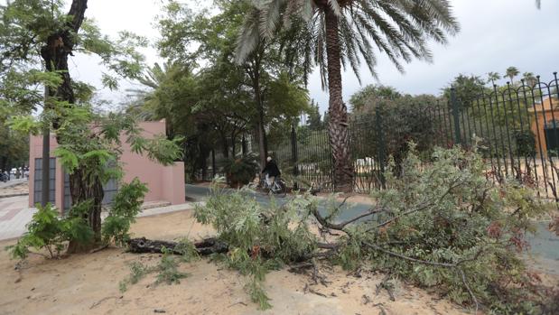 Borrasca Bárbara: Emergencias 112 atiende casi 70 incidencias por el viento y la lluvia en Sevilla