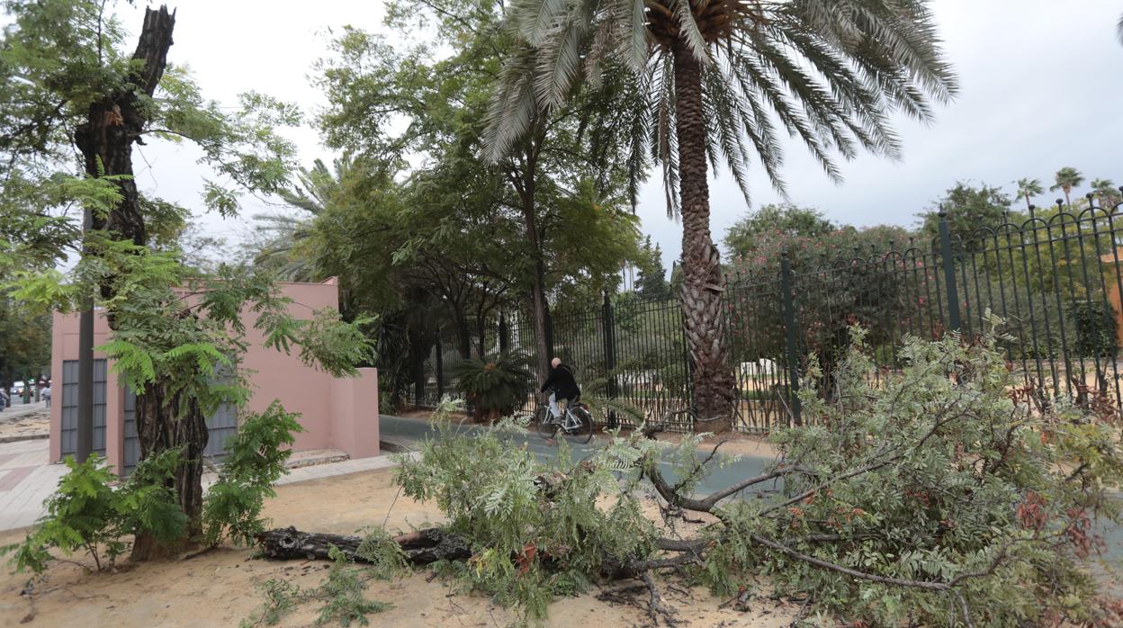 El paso de la borrasca Bárbara por Sevilla ha dejado numerosos destrozos en la ciudad