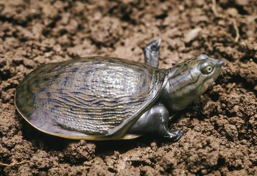 Ejemplar habitual de tortuga de caparazón indio