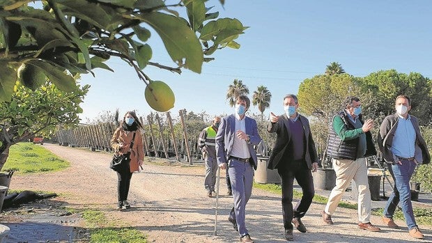 Arranca la campaña para plantar en Sevilla capital 5.000 árboles hasta la primavera
