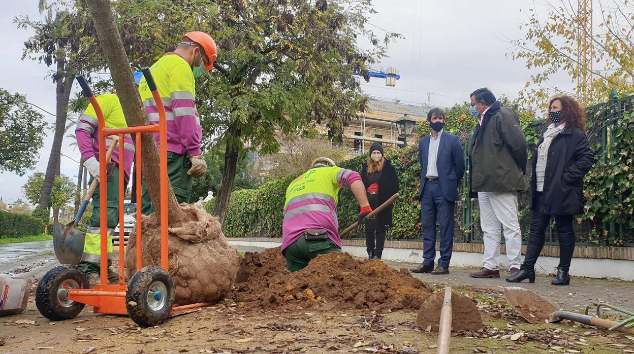 Plantación de árboles en la avenida de la Palmera