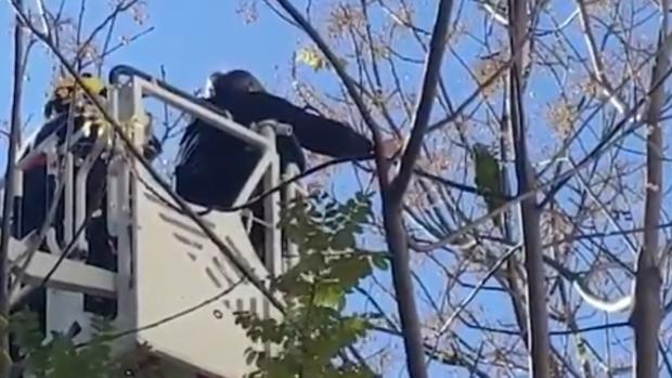 Gran ovación a los Bomberos y la Policía Local de Sevilla tras el rescate de un loro en Triana