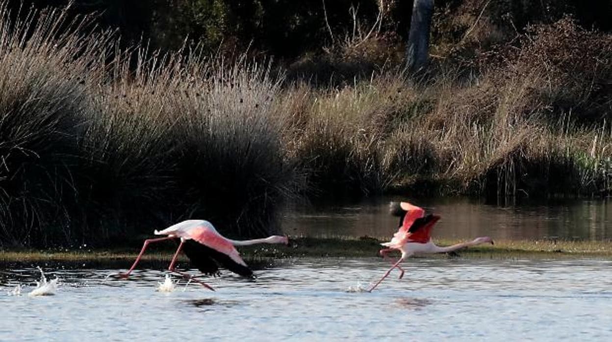 Flamencos en un humedal del Parque Nacional de Doñana