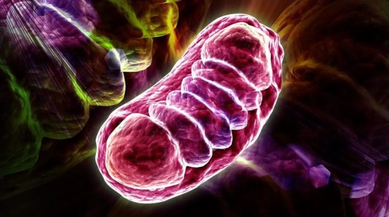 La mayor o menor gravedad de Covid-19 depende de unas mitocondrias sanas