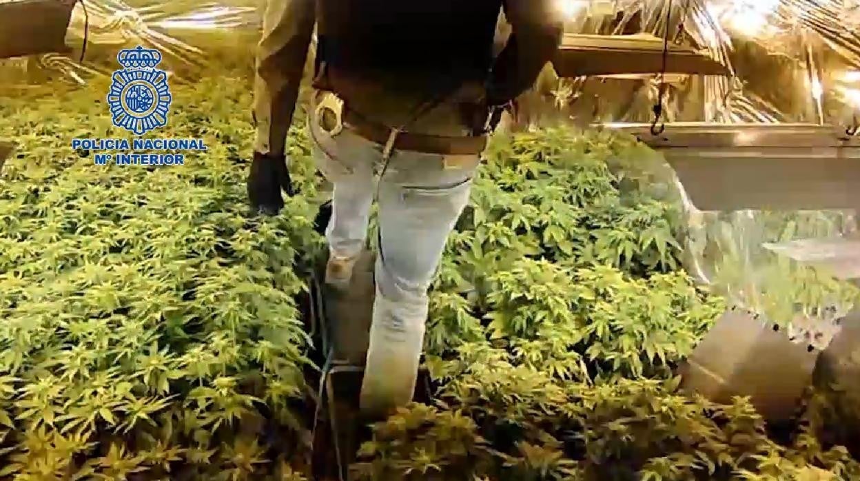 Un agente de la Policía Nacional junto a la plantación de marihuana descubierta