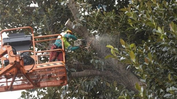 Dada de alta la vendedora de la ONCE herida grave por la caída de una rama del ficus de San Jacinto