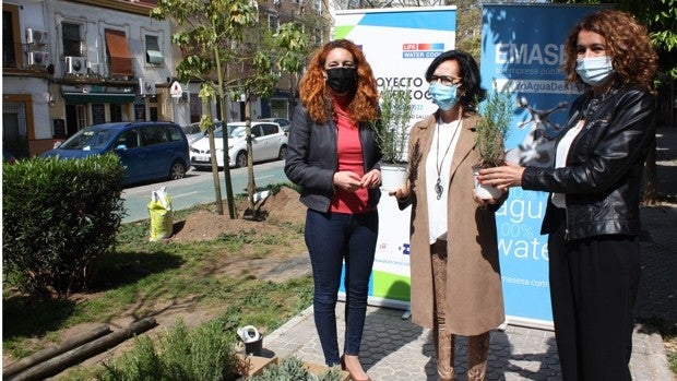 La avenida de la Cruz Roja de Sevilla gana nuevos árboles
