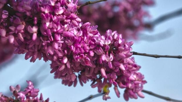 #RetoAbrilABC: captura la primavera de Sevilla en una fotografía y hazte con el reto de este mes