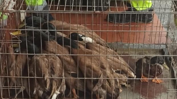 La Policía Local de Sevilla precinta la cocina de un establecimiento oriental con 20 patos salvajes vivos