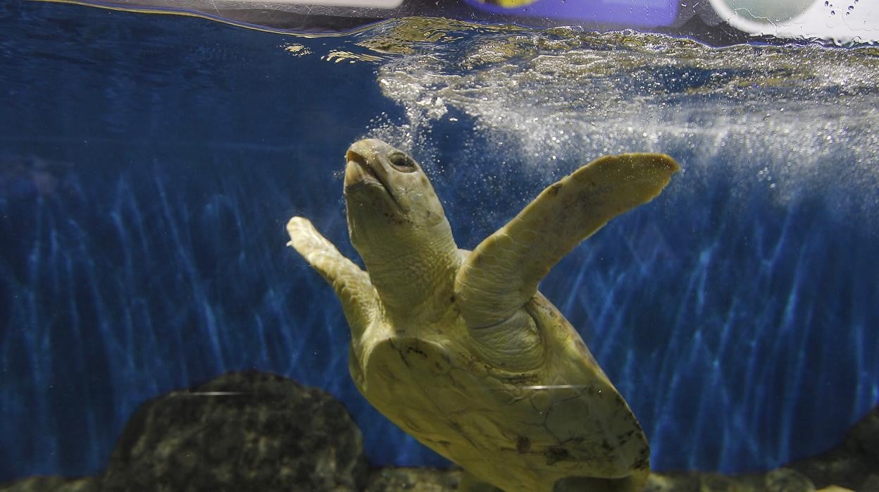 El Acuario cuenta con un proyecto de conservación de tortugas marinas