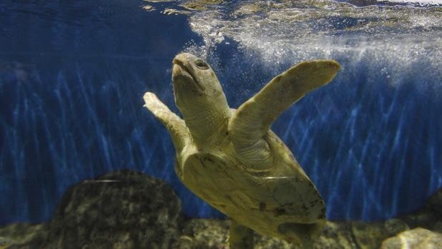 El Acuario de Sevilla celebra el Día del Libro con un cuento muy especial con una tortuga como protagonista